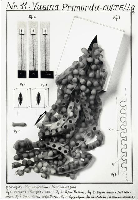 VAGINA PRIMORDA CULTELLA VAGINA PRIMORDA CULTELLA